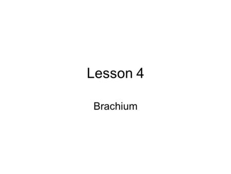 Lesson 4 Brachium. Brachium - arm A. Bony landmarks 1. humerus –a. lateral epicondyle - radial side –b. medial epicondyle - ulnar side 2. ulna –a. olecranon.