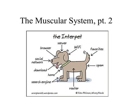 The Muscular System, pt. 2. A muscle depends on other muscles to assist in movement. For this reason muscles are called prime movers, antagonists or synergysts.