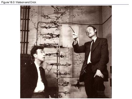 Figure 16.0 Watson and Crick. Figure 16.0x James Watson.