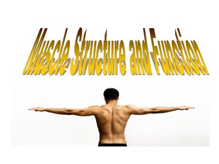 Types of Muscle The human body is comprised of 324 muscles Muscle makes up 30-35% (in women) and 42-47% (in men) of body mass. Three types of muscle: