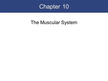 Chapter 10 The Muscular System.