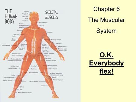 Chapter 6 The Muscular System O.K. Everybody flex!