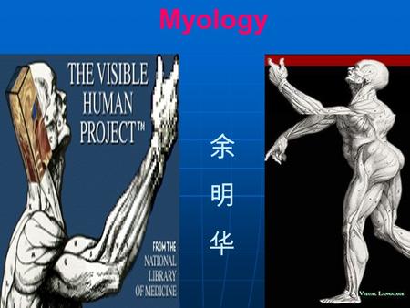 Myology 余 明 华.