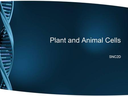 Plant and Animal Cells SNC2D.