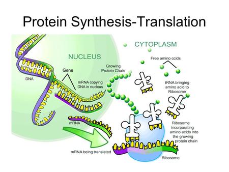 Protein Synthesis-Translation Warm-up #6 1.How is RNA different than DNA? 2.Name the 3 steps of transcription. 3.What is the end product of transcription?