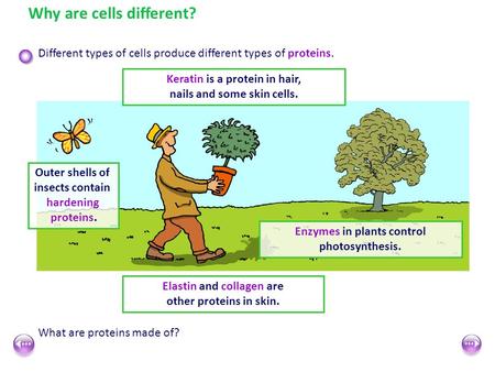 Why are cells different? Different types of cells produce different types of proteins. Enzymes in plants control photosynthesis. Keratin is a protein in.