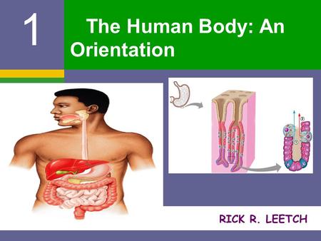 RICK R. LEETCH 1 The Human Body: An Orientation. The Human Body – An Orientation AA natomy – study of the structure and shape of the body and its parts.