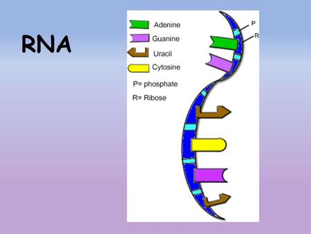 RNA. ________ are coded DNA instructions that control the ___________ of proteins. Genetic ______________ can be decoded by copying part of the ___________.