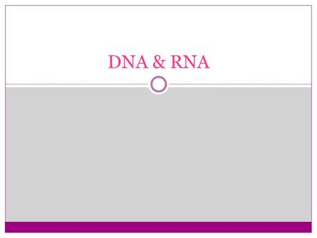 DNA & RNA. DNA Structure  Double stranded – long – can’t leave nucleus  Nucleotides – deoxyribose, phosphate, base  bases  A, T, G, C Function  Stores.
