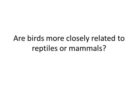 Are birds more closely related to reptiles or mammals?