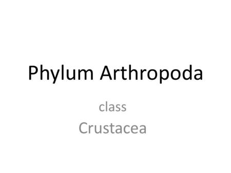 Phylum Arthropoda class Crustacea Largest phylum of animals w/ approx One million known species.