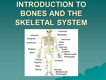 LESSON 5 – INTRODUCTION TO BONES AND THE SKELETAL SYSTEM.