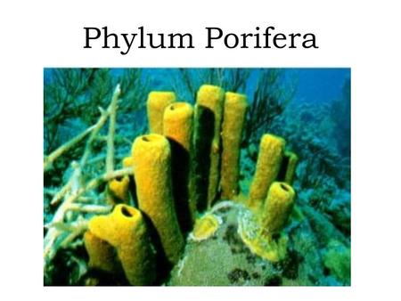Phylum Porifera. Means “pore-bearer” Asymmetry…no definite shape Sessile as adults Includes sponges…not very complex (no tissues/organs/systems) Life.