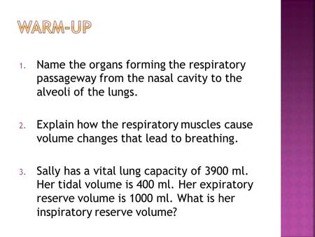 Warm-Up Name the organs forming the respiratory passageway from the nasal cavity to the alveoli of the lungs. Explain how the respiratory muscles cause.