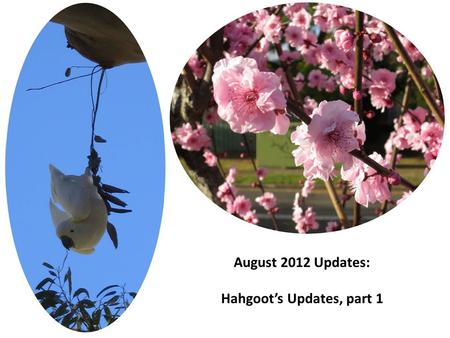 August 2012 Updates: Hahgoot’s Updates, part 1. Hahgoot gets her homework from me, and her teacher checks it. She has been exempt from spelling lists.