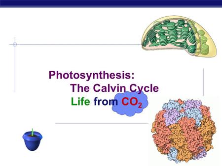 Photosynthesis: The Calvin Cycle Life from CO 2 The Calvin Cycle Whoops! Wrong Calvin… 1950s | 1961.