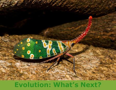 Evolution: What’s Next?. Explore Overview The goal of this part of the project is to explore and learn in order to be prepared to meet the project challenge!