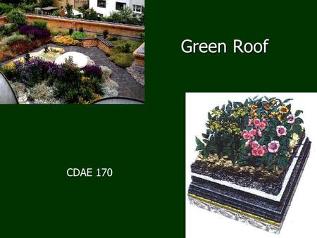 Green Roof CDAE 170. What’s been done? Green roofs in Iceland, 1800’s Green roofs in Iceland, 1800’s Technology in Germany 1970’s Technology in Germany.