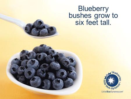 Blueberry bushes grow to six feet tall.. A single blueberry bush can produce as many as 6,000 blueberries a year.