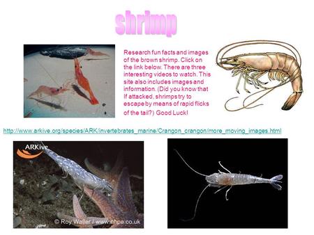 Research fun facts and images of the brown shrimp. Click.