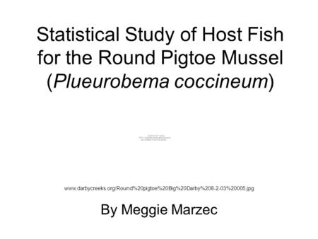 Statistical Study of Host Fish for the Round Pigtoe Mussel (Plueurobema coccineum) By Meggie Marzec www.darbycreeks.org/Round%20pigtoe%20Big%20Darby%208-2-03%20005.jpg.