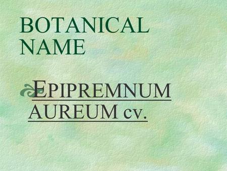 BOTANICAL NAME  E PIPREMNUM AUREUM cv. PRONUNCIATION  e - pi - PREM - num OW - ree - um.