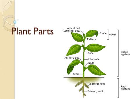 Plant Parts.