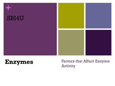 + Factors that Affect Enzyme Activity SBI4U Enzymes.
