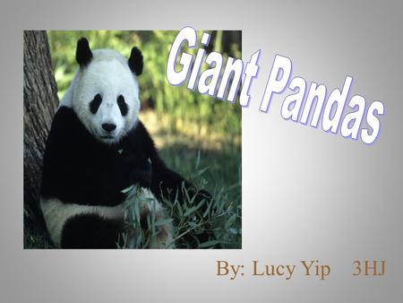 By: Lucy Yip 3HJ. Introduction I want to know more about giant pandas because giant pandas are cute and they are the icon of China. I like to know why.
