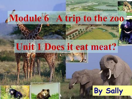 Module 6 A trip to the zoo By Sally Unit 1 Does it eat meat?