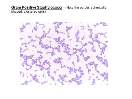 Gram Positive Staphylococci – (Note the purple, spherically- shaped, clustered cells)