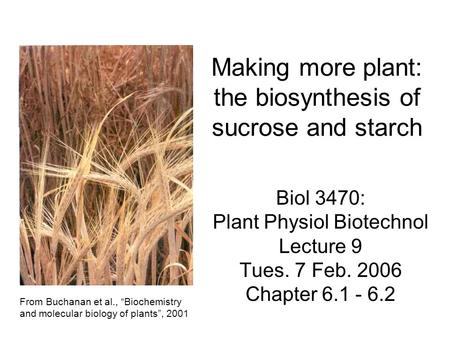 Making more plant: the biosynthesis of sucrose and starch