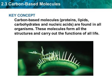 2.3 Carbon-Based Molecules KEY CONCEPT Carbon-based molecules (proteins, lipids, carbohydrates and nucleic acids) are found in all organisms. These molecules.