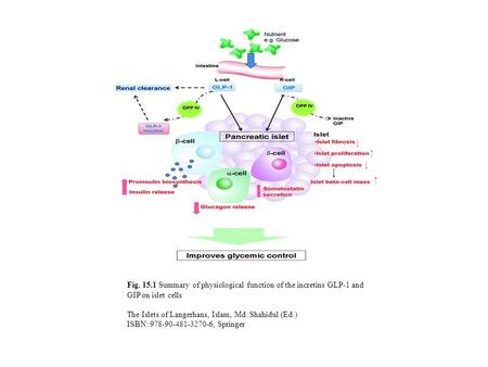 Fig. 15.1 Summary of physiological function of the incretins GLP-1 and GIP on islet cells The Islets of Langerhans, Islam, Md. Shahidul (Ed.) ISBN: 978-90-481-3270-6,