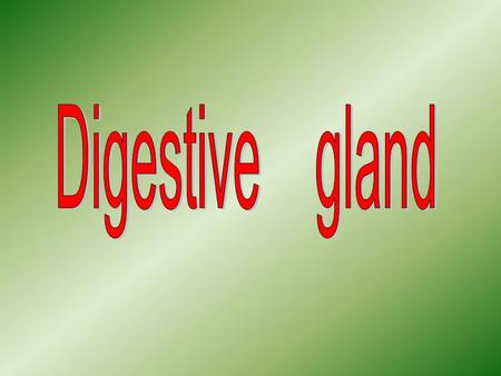 The extrinsic glands of the digestive system include the major salivary glands, the pancreas, and the liver, all of which are located outside the wall.