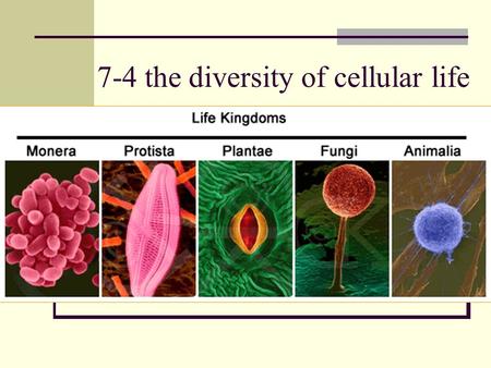 7-4 the diversity of cellular life