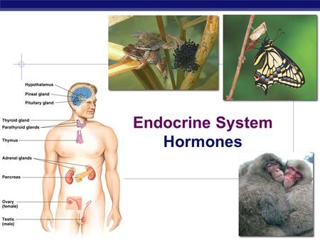 Endocrine System Hormones