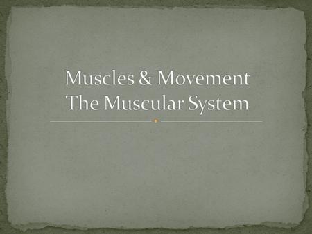 What is the major function of the muscles? Movement – walking, running, etc. Digest Food Pumps blood throughout your body Provide stability Movement of.