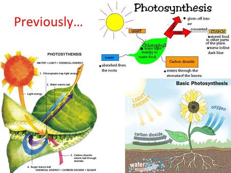 Previously…. Photosynthesis is… The process by which plants use carbon dioxide, water and light trapped by chlorophyll to make food in the form of glucose,