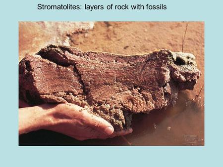 Stromatolites: layers of rock with fossils. Origin of Life Big Bang Theory: formation of the universe (20 billion years ago=bya) Earth formed 4.5 bya.
