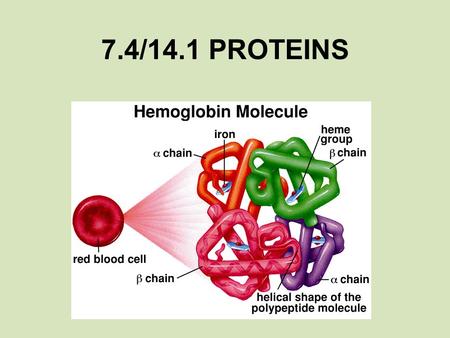 7.4/14.1 PROTEINS. Protein’s have 4 levels of Structure: 1. Primary Structure = the order of amino acids that make up the polypeptide; amino acids are.