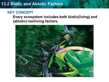 Biotic factors are living things. plants animals fungi bacteria