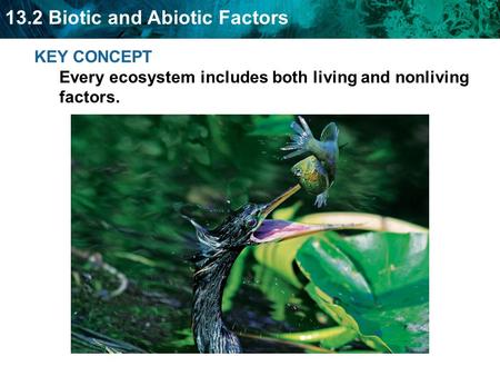13.2 Biotic and Abiotic Factors KEY CONCEPT Every ecosystem includes both living and nonliving factors.