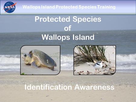 Wallops Island Protected Species Training Protected Species of Wallops Island Identification Awareness.