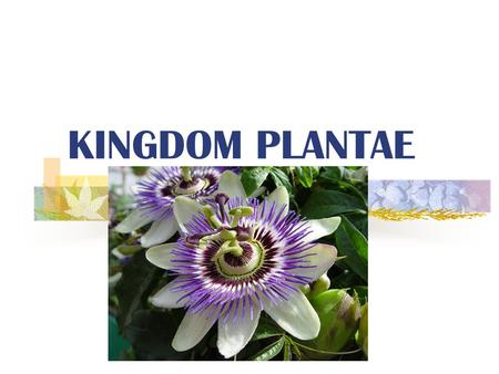 KINGDOM PLANTAE What is a Plant? Multicellular and Eukaryotic.