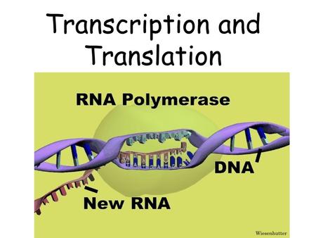 Transcription and Translation. What is Transcription? It is a process that produces a complementary strand of RNA by copying a complementary strand of.