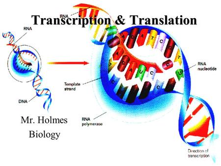 Transcription & Translation Mr. Holmes Biology. Questions to be answered about transcription: (Be sure to leave space after each question) 1.What is transcription?