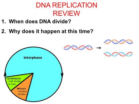 Section 11.1 Summary – pages 281 - 287 DNA REPLICATION REVIEW 1. When does DNA divide? 2. Why does it happen at this time?