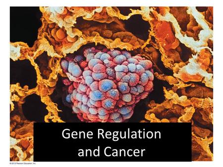 Gene Regulation and Cancer. Gene Regulation At any given time, most of the thousands of genes in a cell are not needed. How do cells “turn on” (express)