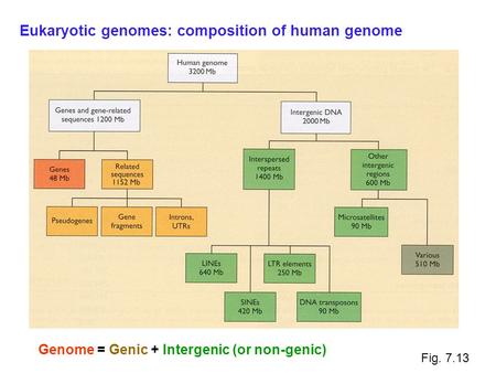 Fig. 7.13 Genome = Genic + Intergenic (or non-genic) Eukaryotic genomes: composition of human genome.